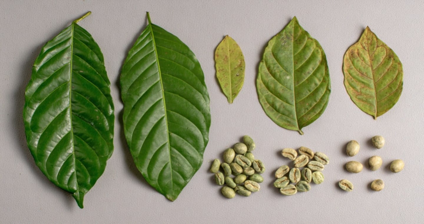 Zielone i żółte liście oraz ziarna kawy excelsa na szarym tle.